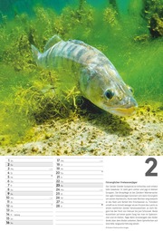 Der große Angelkalender 2025 - Bildkalender A3 (29,7x42 cm) - mit vielen Zusatzinformationen aus der Anglerwelt und Platz für Notizen - Wandkalender - Illustrationen 2