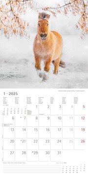 Ponys 2025 - Broschürenkalender 30x30 cm (30x60 geöffnet) - Kalender mit Platz für Notizen - Ponies - Bildkalender - Wandplaner - Pferdekalender - Abbildung 1