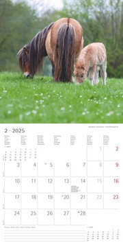 Ponys 2025 - Broschürenkalender 30x30 cm (30x60 geöffnet) - Kalender mit Platz für Notizen - Ponies - Bildkalender - Wandplaner - Pferdekalender - Abbildung 2