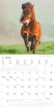 Ponys 2025 - Broschürenkalender 30x30 cm (30x60 geöffnet) - Kalender mit Platz für Notizen - Ponies - Bildkalender - Wandplaner - Pferdekalender - Abbildung 3