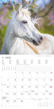 Ponys 2025 - Broschürenkalender 30x30 cm (30x60 geöffnet) - Kalender mit Platz für Notizen - Ponies - Bildkalender - Wandplaner - Pferdekalender - Abbildung 4