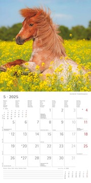 Ponys 2025 - Broschürenkalender 30x30 cm (30x60 geöffnet) - Kalender mit Platz für Notizen - Ponies - Bildkalender - Wandplaner - Pferdekalender - Abbildung 5