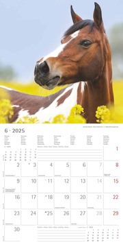 Ponys 2025 - Broschürenkalender 30x30 cm (30x60 geöffnet) - Kalender mit Platz für Notizen - Ponies - Bildkalender - Wandplaner - Pferdekalender - Abbildung 6