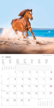 Ponys 2025 - Broschürenkalender 30x30 cm (30x60 geöffnet) - Kalender mit Platz für Notizen - Ponies - Bildkalender - Wandplaner - Pferdekalender - Abbildung 7