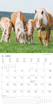 Ponys 2025 - Broschürenkalender 30x30 cm (30x60 geöffnet) - Kalender mit Platz für Notizen - Ponies - Bildkalender - Wandplaner - Pferdekalender - Abbildung 8