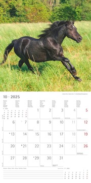 Ponys 2025 - Broschürenkalender 30x30 cm (30x60 geöffnet) - Kalender mit Platz für Notizen - Ponies - Bildkalender - Wandplaner - Pferdekalender - Abbildung 10