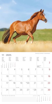 Ponys 2025 - Broschürenkalender 30x30 cm (30x60 geöffnet) - Kalender mit Platz für Notizen - Ponies - Bildkalender - Wandplaner - Pferdekalender - Abbildung 11