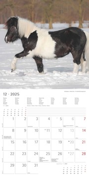 Ponys 2025 - Broschürenkalender 30x30 cm (30x60 geöffnet) - Kalender mit Platz für Notizen - Ponies - Bildkalender - Wandplaner - Pferdekalender - Abbildung 12