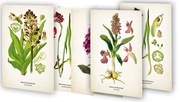 Kunstklappkarten 'Zauberhafte Orchideen'