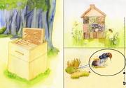 Wie wir Schmetterling und Biene in unseren Garten locken - Abbildung 2