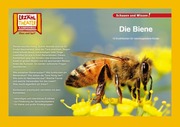 Die Biene / Kamishibai Bildkarten - Cover