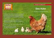 Kamishibai: Das Huhn