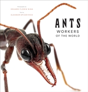 Ants - Workers of the World