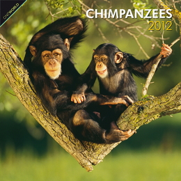Chimpanzees 2012