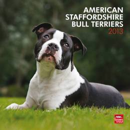 American Staffordshire Bull Terriers 2013