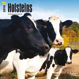 Holsteins 2014