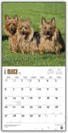 Australian Terriers 2016 - Abbildung 1