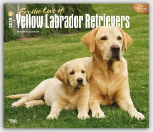 For the love of Yellow Labrador Retrievers 2016