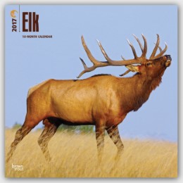 Elk 2017