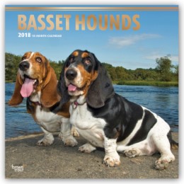 Basset Hounds - Bassets 2018