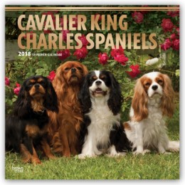 Cavalier King Charles Spaniels 2018