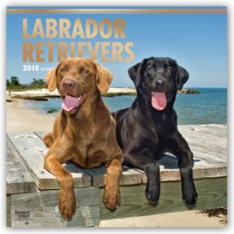 Labrador Retrievers 2018
