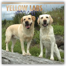 Yellow Labs 2018