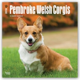 Pembroke Welsh Corgis 2018