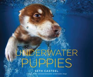 Underwater Puppies - Cover