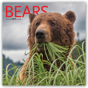 Bears/Bären 2019