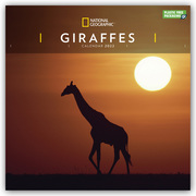 National Geographic: Giraffes - Giraffen 2022