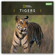 National Geographic: Tigers - Tiger 2022