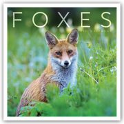 Foxes - Füchse 2022