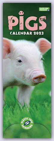 Pigs - Ferkel - Schweinchen 2023 - Slimline-Kalender