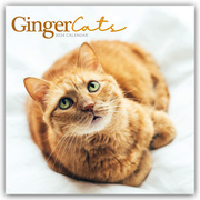 Ginger Cats - Rothaarige Katzen 2024