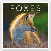 Foxes - Füchse 2024