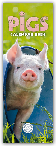 Pigs - Ferkel - Schweinchen 2024 - Slimline-Kalender