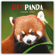 Red Panda - Rote Pandas - Rote Pandabären 2025 - Wand-Kalender