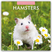 Hamsters - Hamster 2025 - 16-Monatskalender - Cover