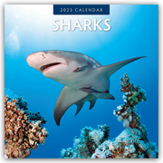 Sharks - Haie 2025 - 16-Monatskalender - Cover
