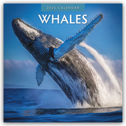 Whales - Wale 2025 - 16-Monatskalender - Cover