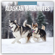 Alaskan Malamutes - Alaskischer Malamute 2025 - 16-Monatskalender