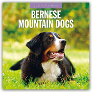 Bernese Mountain Dog - Berner Sennenhund 2025 - 16-Monatskalender