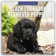 Black Labrador Retriever Puppies - Schwarze Labrador Retriever Welpen 2025 - 16-Monatskalender