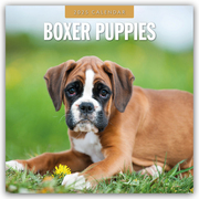 Boxer Puppies - Deutsche Boxer Welpen 2025 - 16-Monatskalender