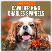 Cavalier King Charles Spaniels - Cavalier King Charles Spaniel 2025 - 16-Monatskalender
