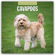 Cavapoos - Cavapoo 2025 - 16-Monatskalender