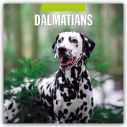 Dalmatians - Dalmatiner 2025 - 16-Monatskalender