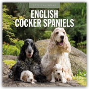 English Cocker Spaniels - Englisch Cocker Spaniel 2025 - 16-Monatskalender