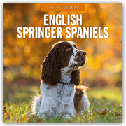 English Springer Spaniels - Englisch Springer Spaniels 2025 - 16-Monatskalender